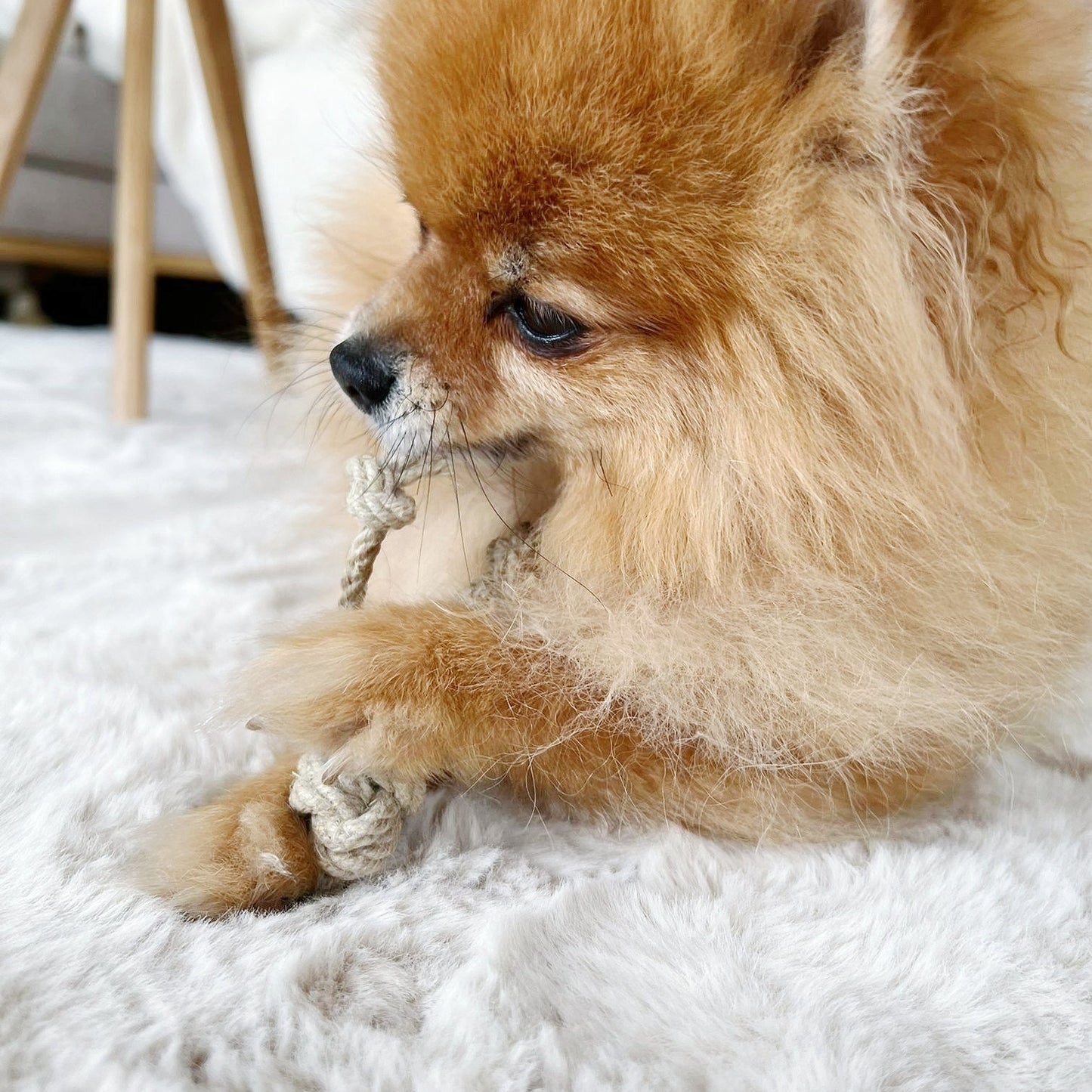 Hundespielzeug für Kleinspitz Chihuahua