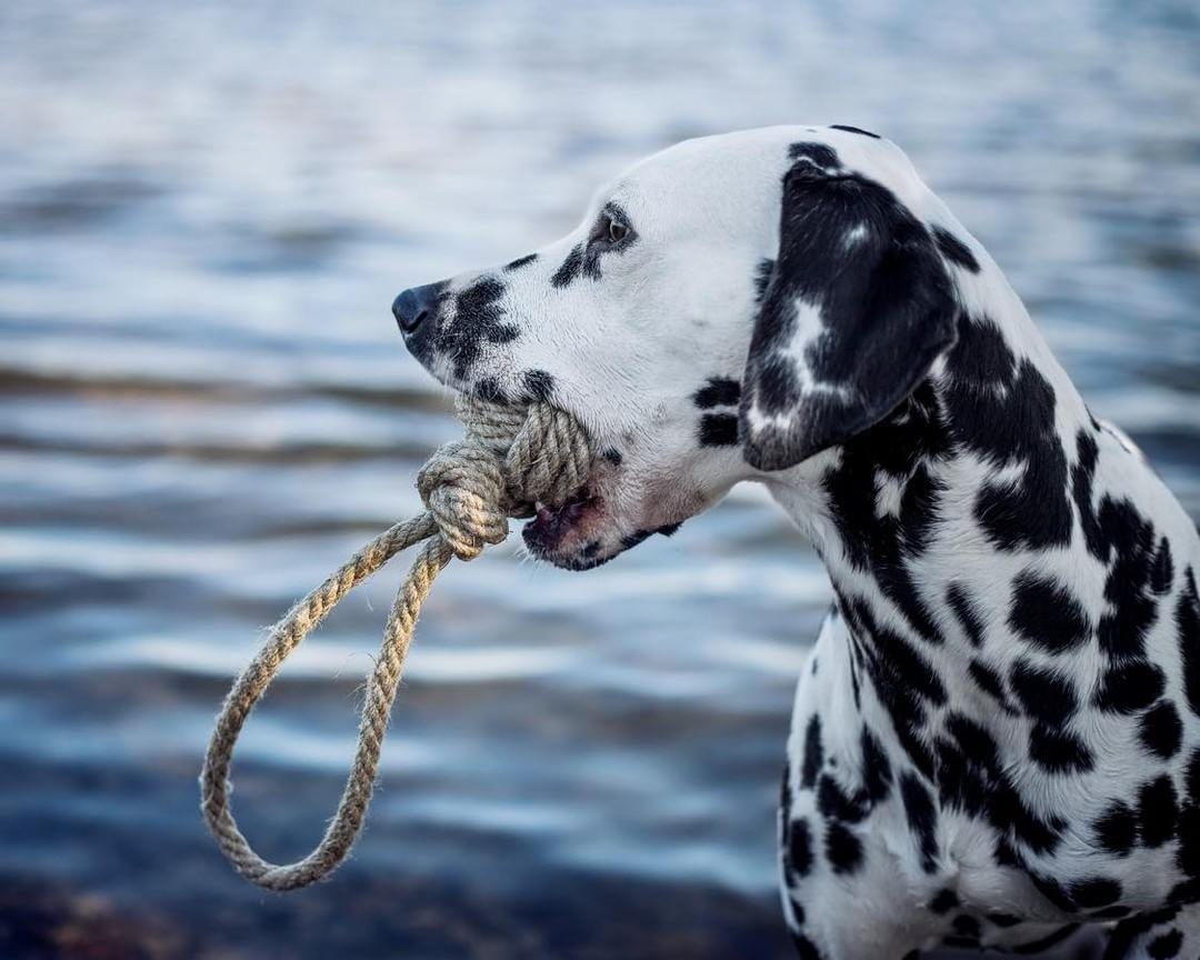 Hundespielzeug Affenfaust
