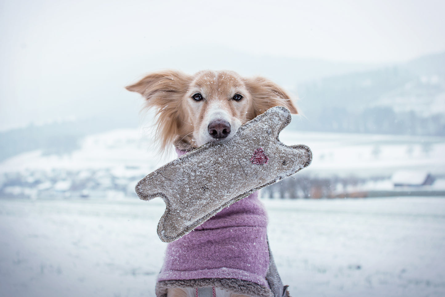 Hundespielzeug Plüschtier Bär