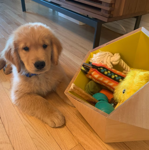 Moderne Hundespielzeugbox Dunkelgrau