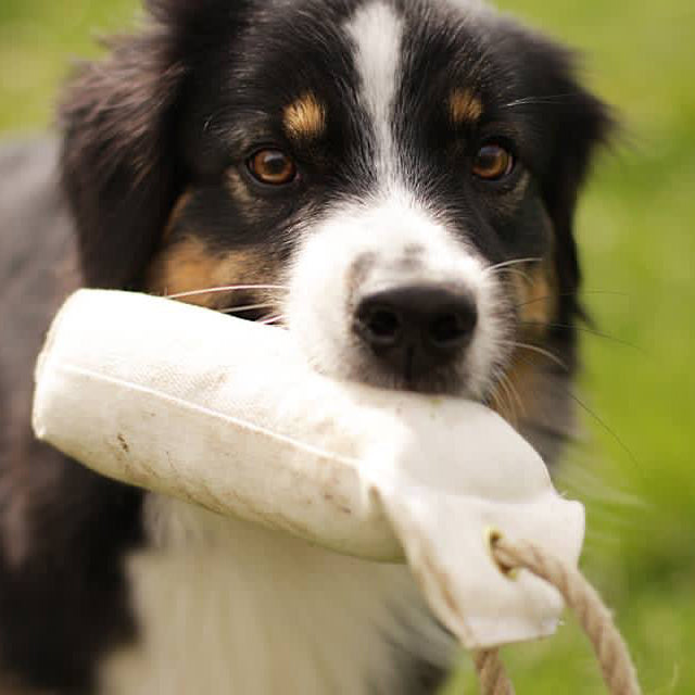 Hundedummy weiss
