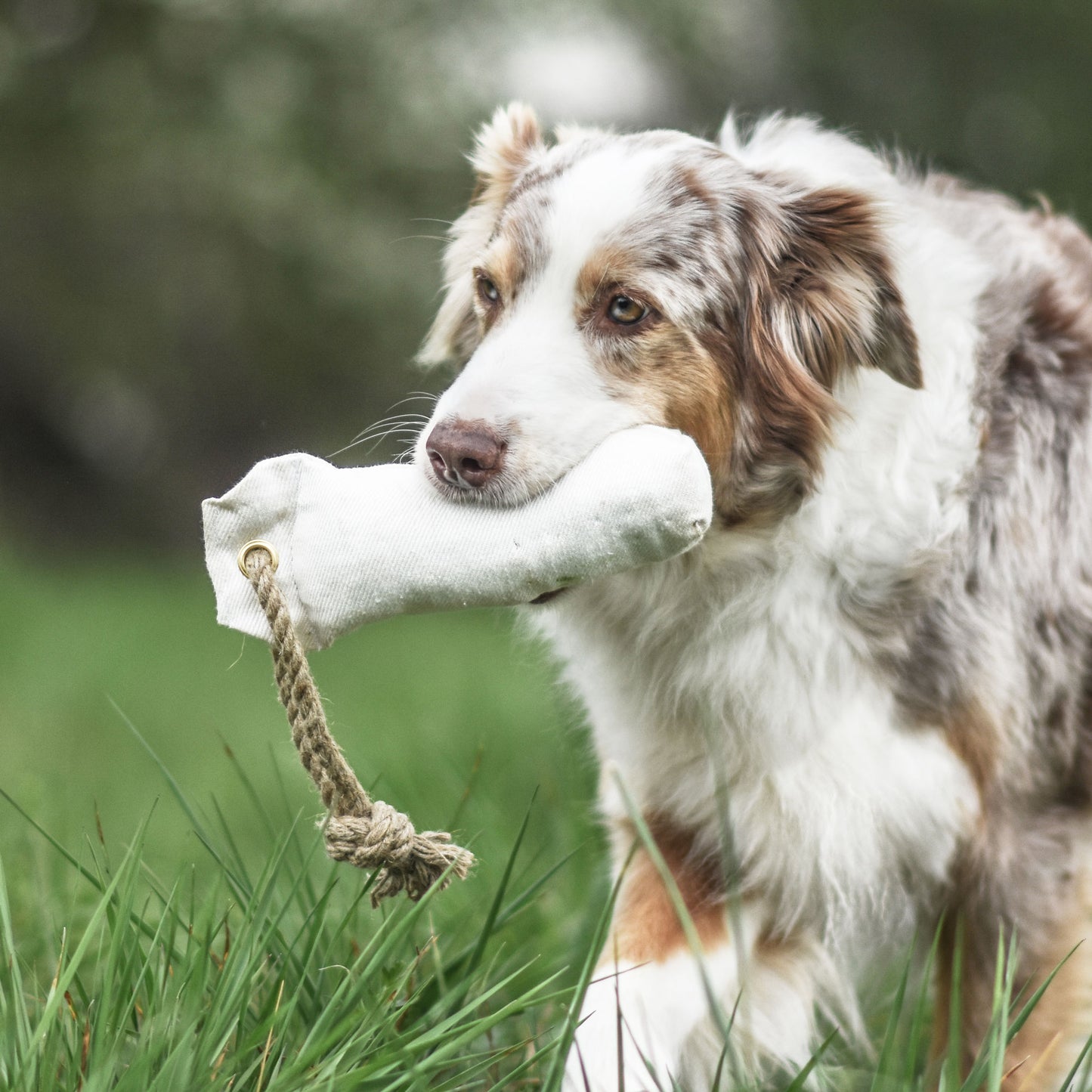 Hundedummy weiss