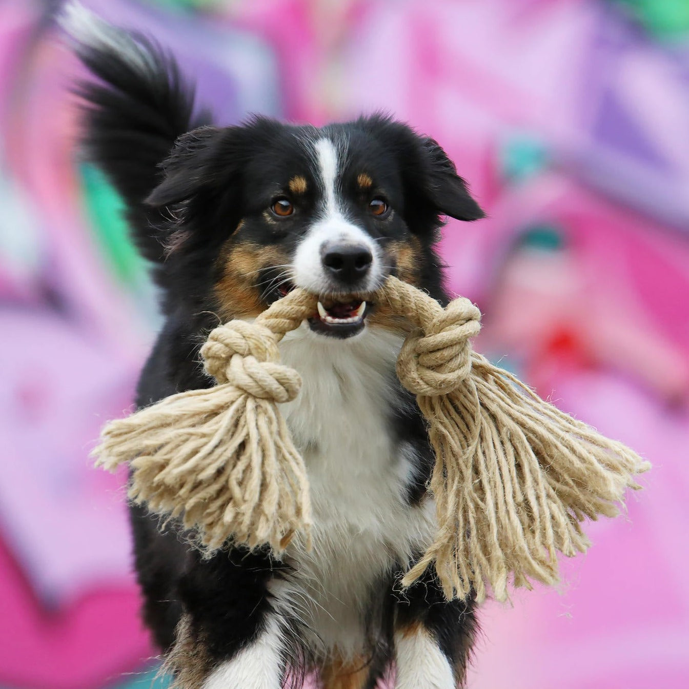 Hundespielzeug Knotenseil