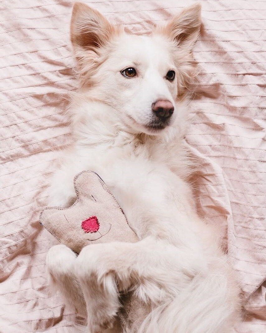 Hundespielzeug Plüschtier Bär