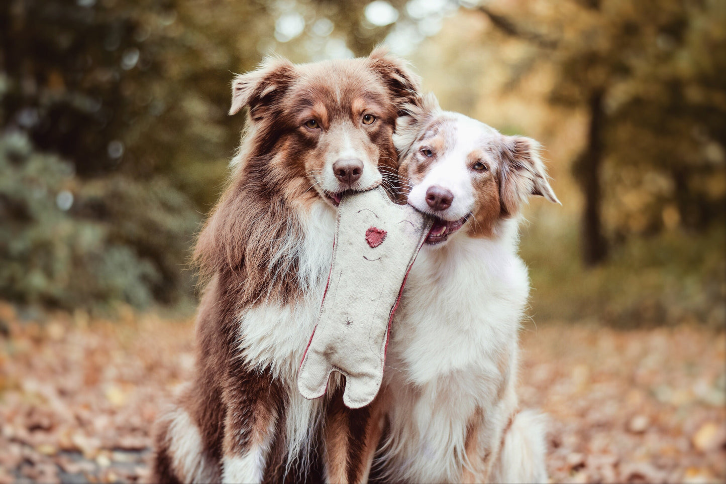 Hundespielzeug Plüschtier Bär