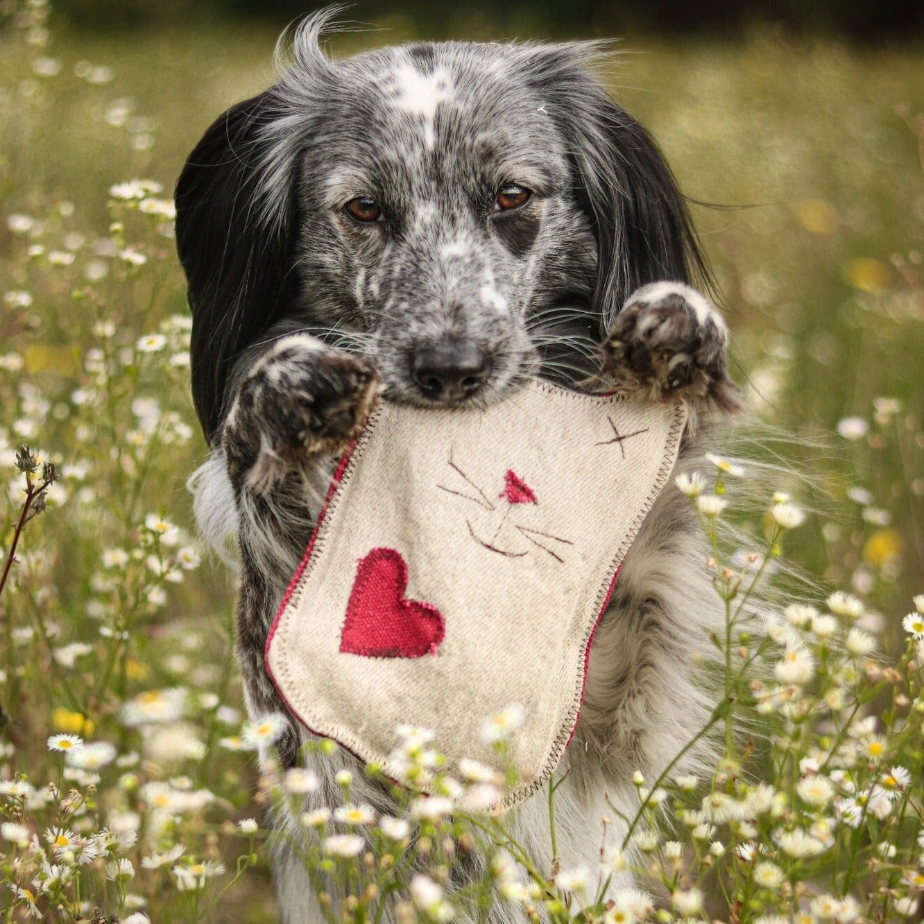 Hundespielzeug Plüschtier Katze