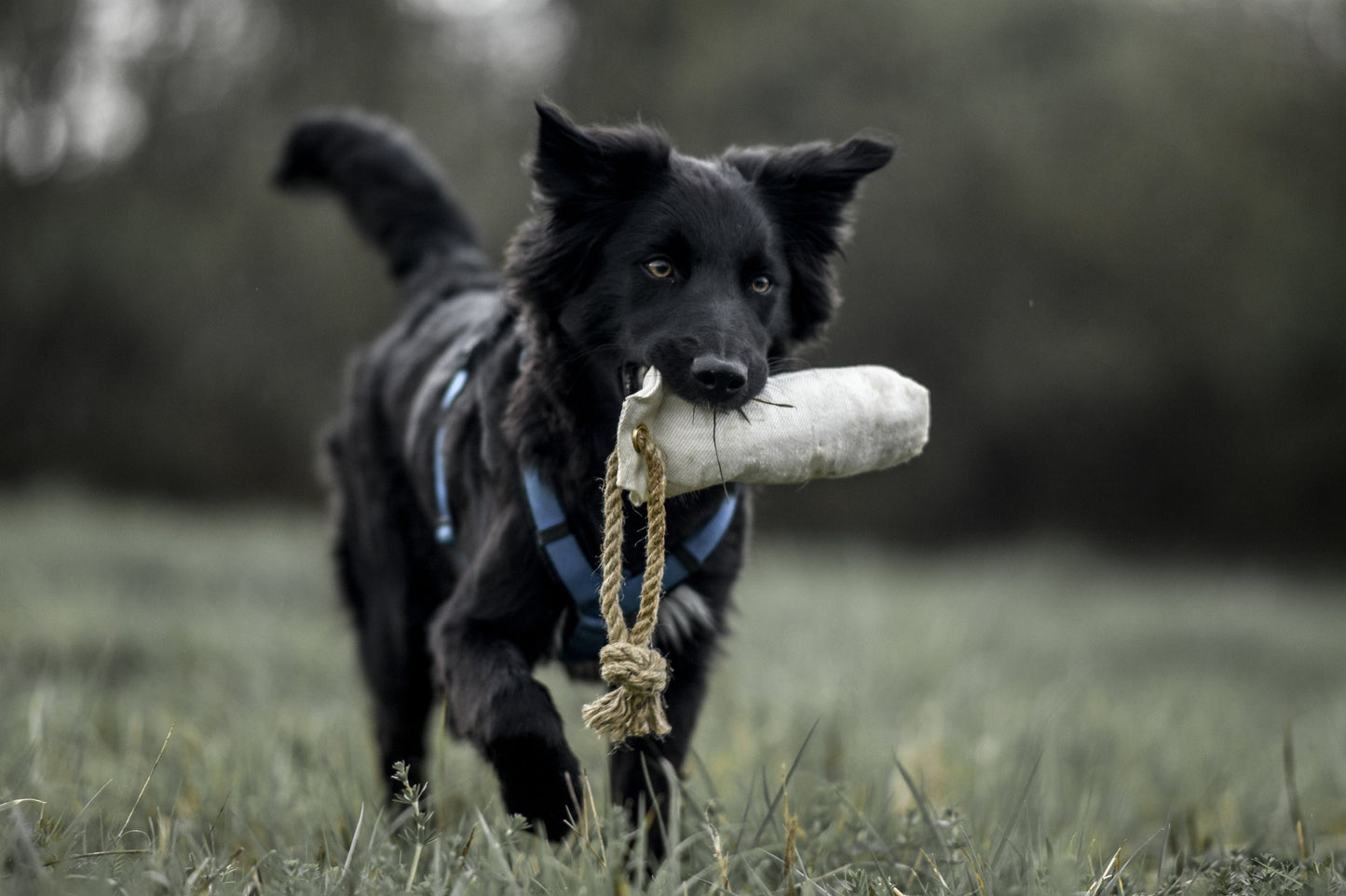 Hundedummy weiss