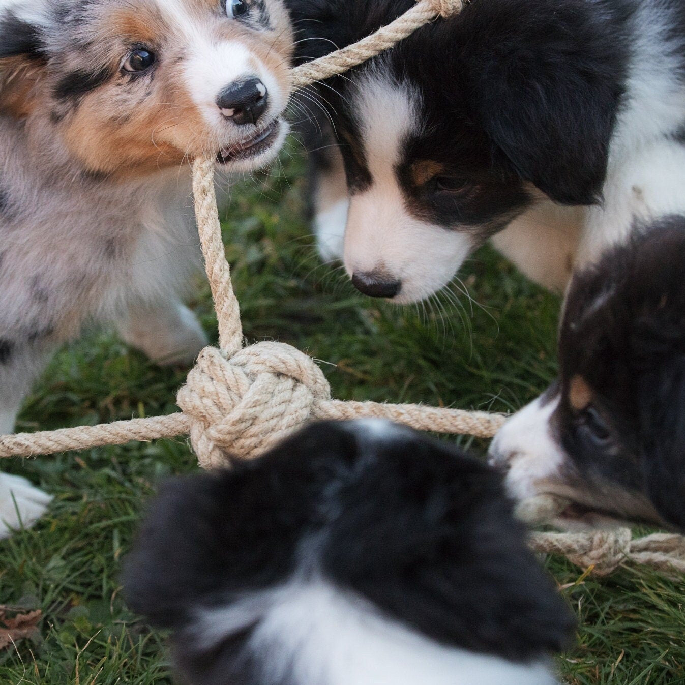 Welpenspielzeug ungiftig Hundespielzeug Welpen Kauen