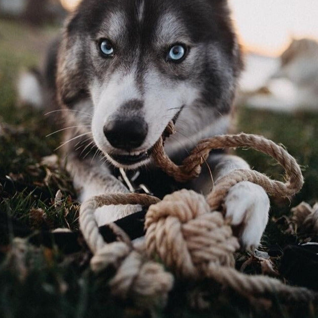 Robustes Kauspielzeug Husky