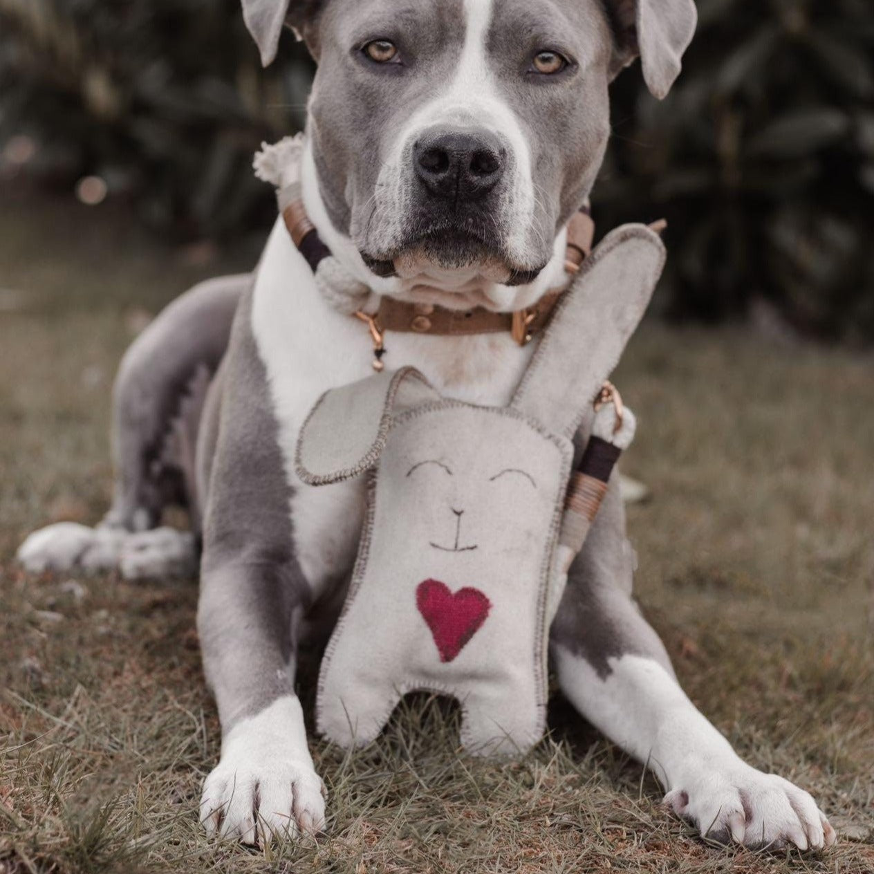 Staffy Hundespielzeug Staffordshire Bull Terrier Spielzeug Ostern Hunde Geschenk Hase Plüschtier