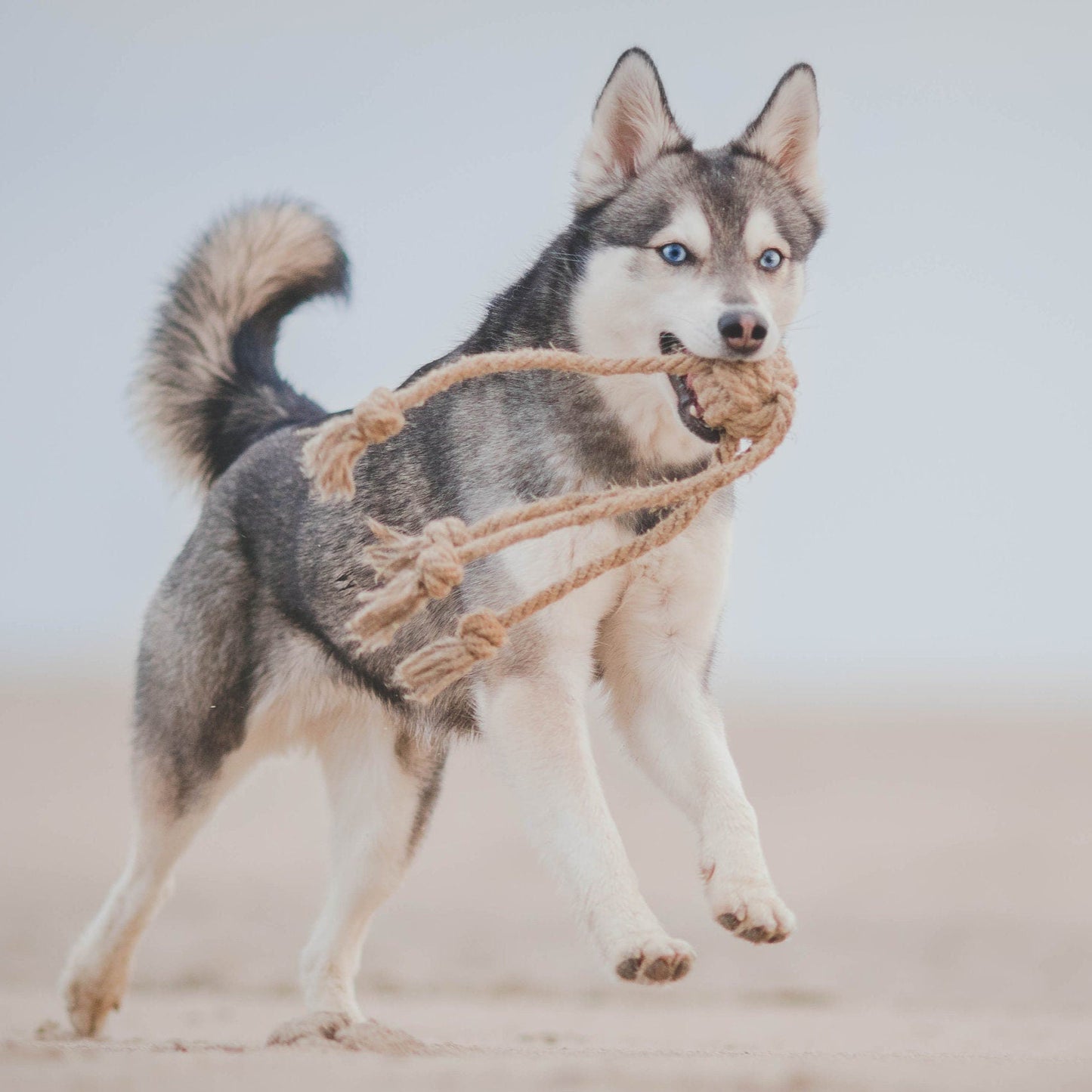 Hundespielzeug Husky mehrere Hunde robust