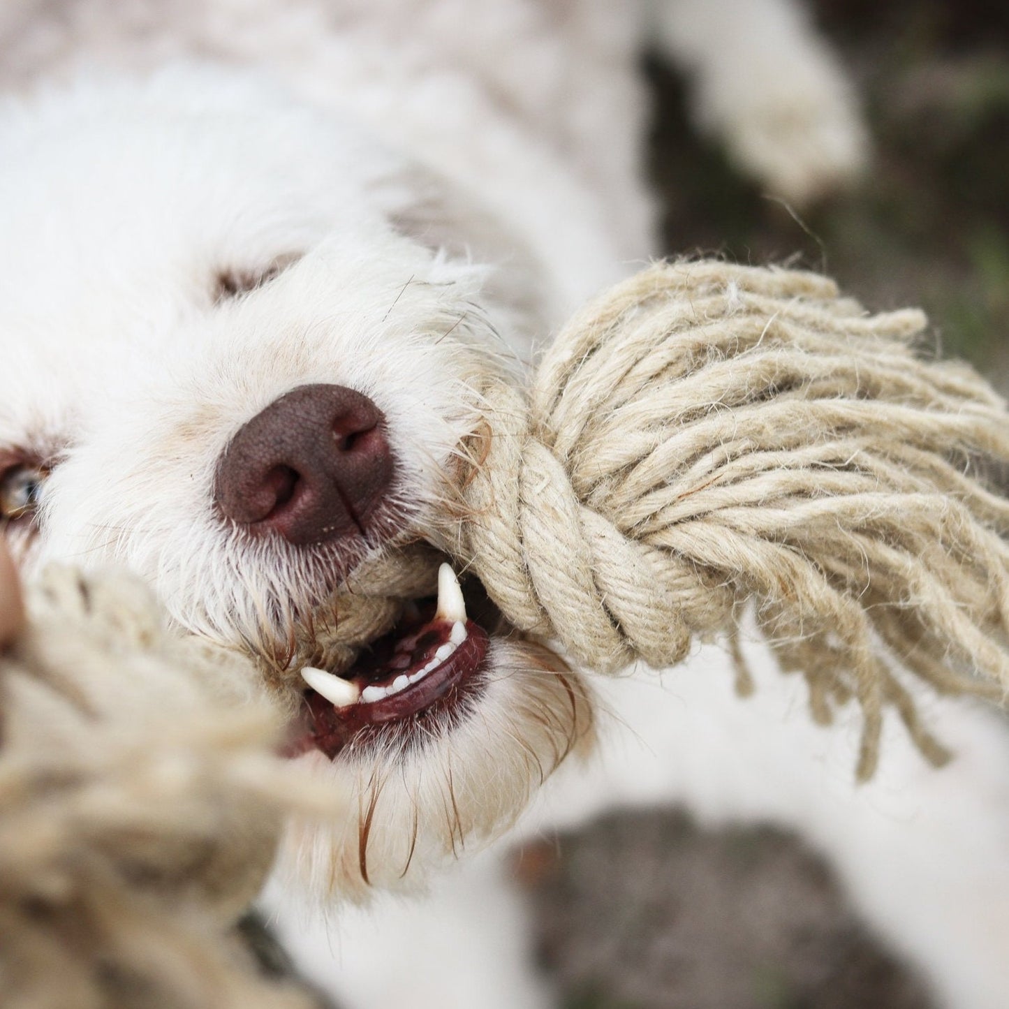 Hundespielzeug Knotenseil