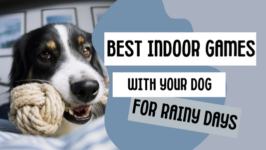 Die besten Indoor Aktivitäten mit Hund für verregnete Tage