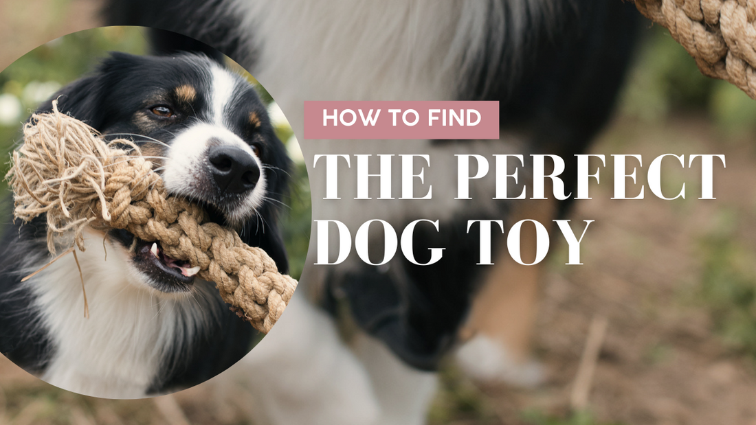 Wie du das perfekte Hundespielzeug findest