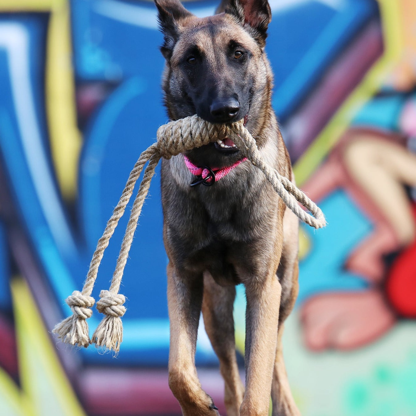 Malinois Spielzeug Training Seil