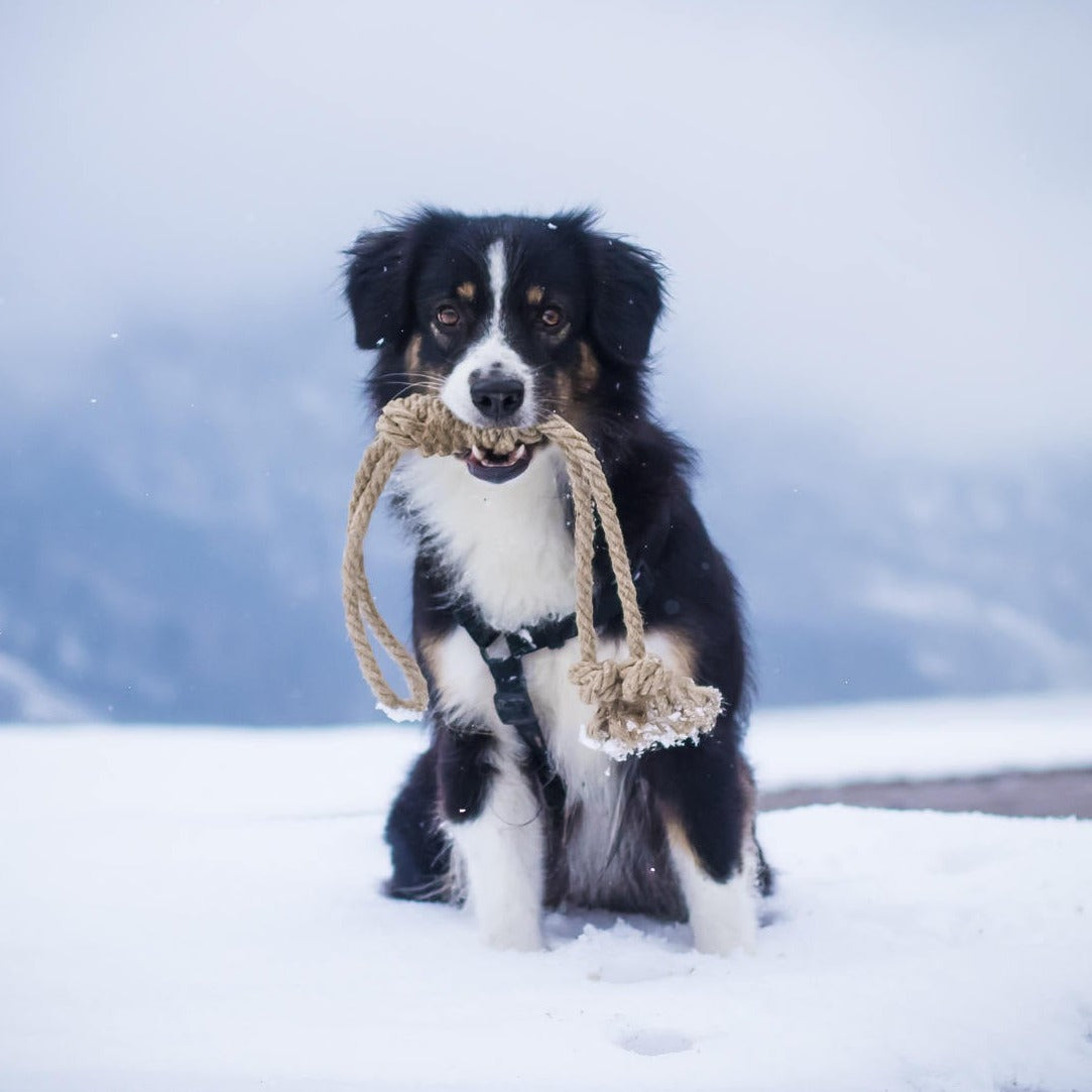 Hanfspielzeug Seil für Hunde